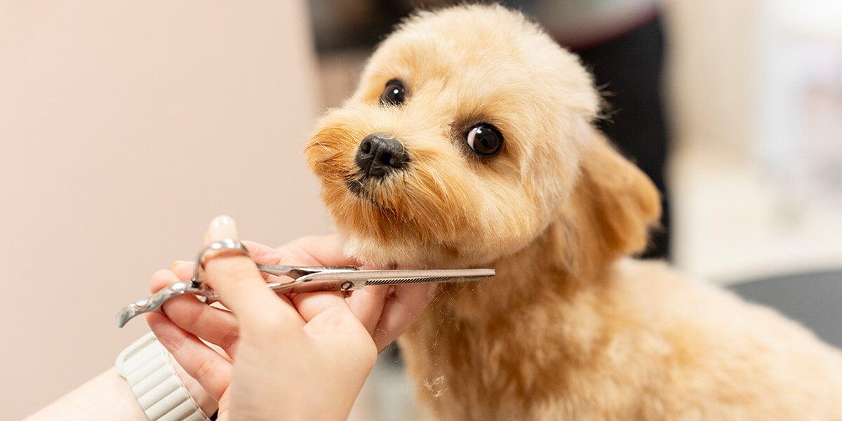 グルーミングサロン事業