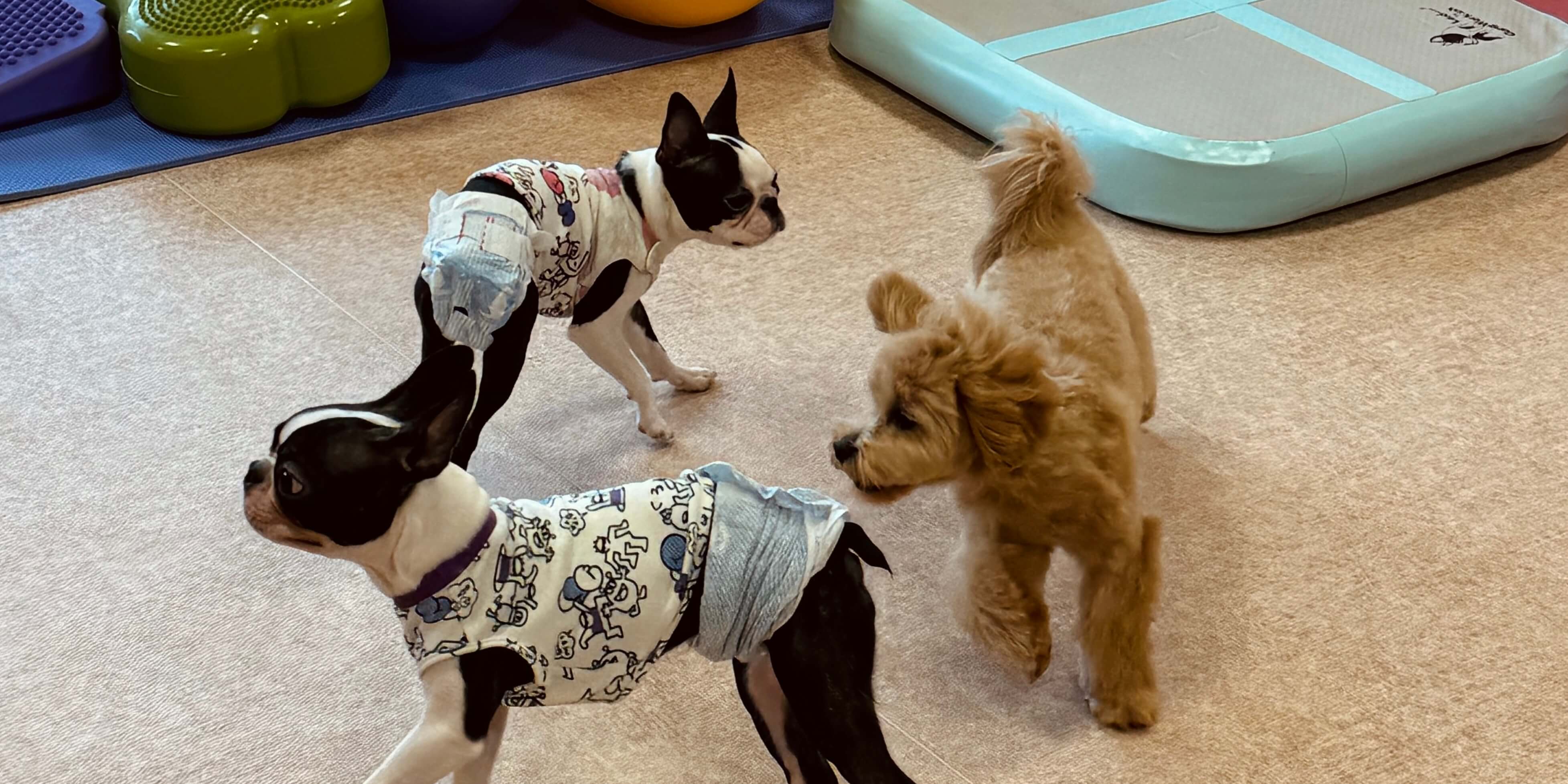 いぬの保育園事業