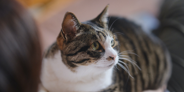 コンサルティング・アライアンス事業